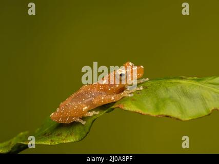 Une grenouille d'arbre à la cannelle (Nyctixalus pictus), au repos sur une feuille verte photographiée sur un fond vert Uni Banque D'Images