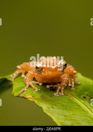 Une grenouille d'arbre à la cannelle (Nyctixalus pictus), au repos sur une feuille verte photographiée sur un fond vert Uni Banque D'Images