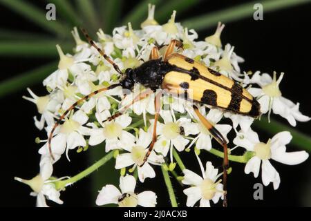 Bock étroit à pois, Strangalia maculata Banque D'Images