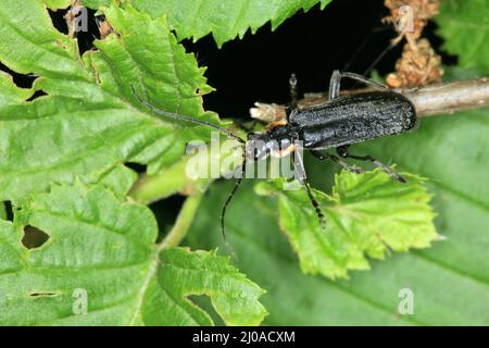 Cantharis obscura Banque D'Images