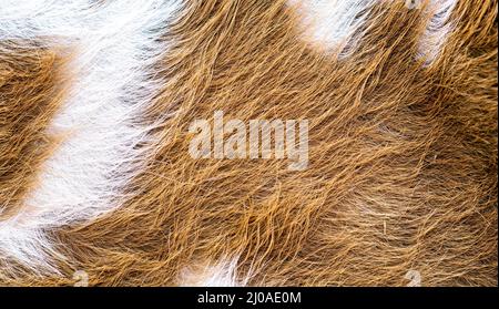 Texture velue brune et blanche d'une fourrure Banque D'Images