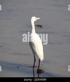 heron assis dans l'eau de la rivière Banque D'Images