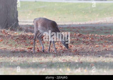 Une jeune fille de cerf-de-Virginie (Dama dama) marche à travers l'herbe courte couverte de feuilles d'automne tombées manger à Bushy Park, Londres Banque D'Images
