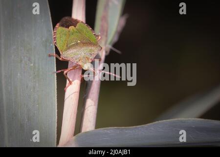 Un insecte de la vitesse verte commune (Palomena prasina) marche le long des tiges dans le sous-bois de Fordham à Cambridgeshire Banque D'Images