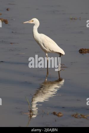 Le héron assis dans l'eau de la rivière et le reflet dans l'eau Banque D'Images