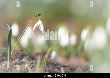 Une goutte de neige (Galanthus nivalis) pousse parmi une bande de gouttes de neige dans le parc du Suffolk du parc de campagne de West Stow Banque D'Images