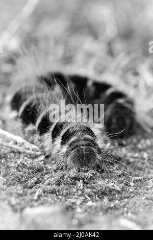 la chenille de Fox Moth (Macrothylacia rubi) en noir et blanc lorsqu'elle traverse la lande couverte de mousse à Cavenham Heath, dans le Suffolk Banque D'Images