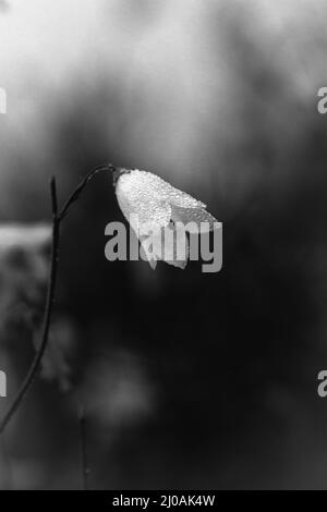 Photo en noir et blanc d'une cloche de lièvre recouverte de rosée (Campanula rotundifolia) qui grandit dans la lumière du matin tandis que le soleil se lève sur la lande à Cavenham Banque D'Images