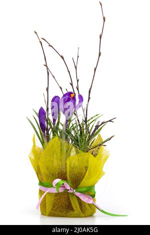 Bouquet de crocus de printemps dans une boîte décorative Banque D'Images