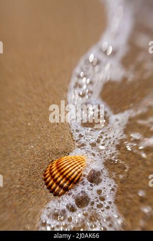 Shell dans le sable Banque D'Images