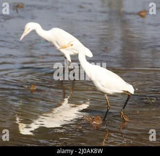 Le héron assis dans l'eau de la rivière et le reflet dans l'eau Banque D'Images