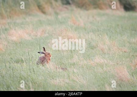 Lorsque le soleil commence à mettre un lièvre garde sur les prairies dans le champ près de Winterton dans Norfolk Banque D'Images