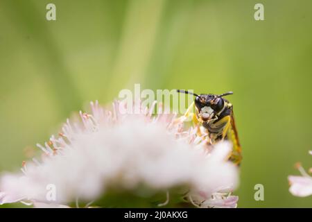 Photo d'une guêpe se nourrissant d'une fleur dans la prairie de Thompson Common à Norfolk Banque D'Images