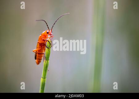 Le coléoptère commun des soldats rouges (Rhagonycha fulva) monte au sommet des roseaux à Thompson Common, Norfolk Banque D'Images