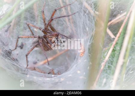 Une araignée à labyrinthe mâle (Agelena labyrinthica) attend dans l'entonnoir de sa toile pour que les proies passent dans les buissons de Thompson Common, Norfolk Banque D'Images