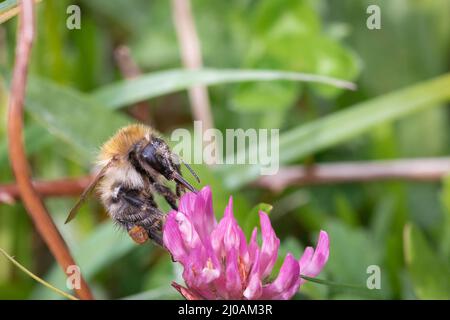 Une abeille commune (Bombus Pascuorum) se nourrit des fleurs de trèfle pourpre dans la prairie de Thompson Common, Norfolk Banque D'Images