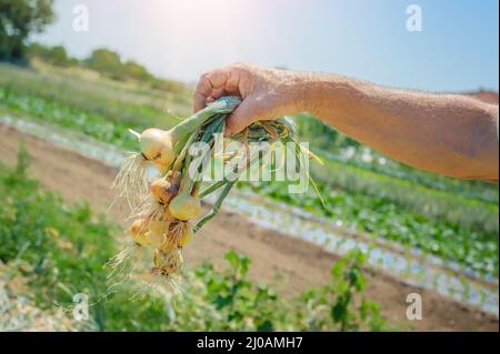 Fermier tenant des oignons dans le potager Banque D'Images