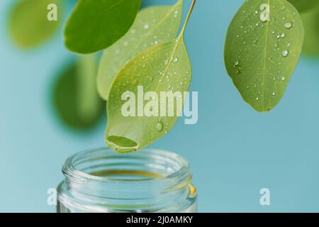 Gros plan des gouttes d'eau sur des feuilles vertes d'eucalyptus. Photo macro de la belle feuille et de la chute de médecine tombant dans le pot Banque D'Images