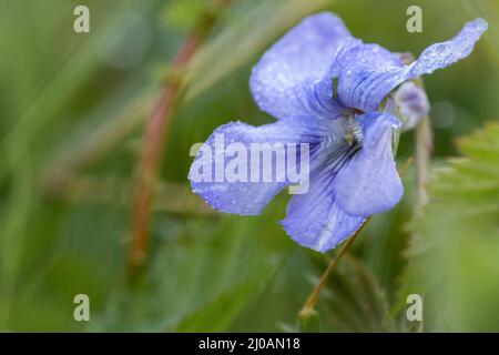 Une fleur de violette de chien (Viola riviana) pousse dans la forêt de Norfolk à Wayland Wood Banque D'Images