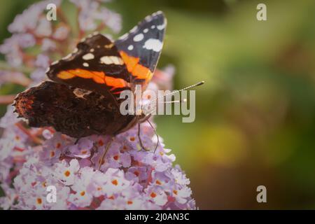 Le papillon amiral rouge (Vanessa atalanta) suce le nectar du buisson de papillon qui croît le long d'un sentier près de la ville de Watchet, dans le Somerset Banque D'Images