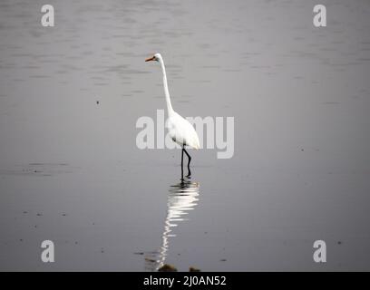 Le héron assis dans l'eau de la rivière et le reflet dans l'eau Banque D'Images