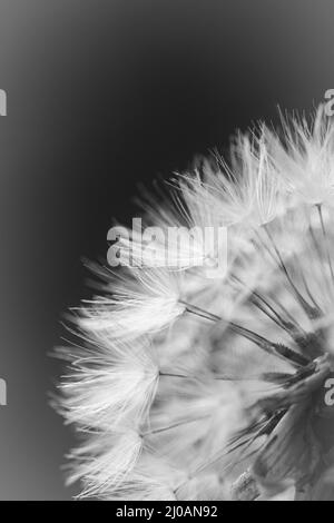 Image en noir et blanc d'une tête de semence du pissenlit (Taraxacum officinale) qui croît le long du sentier de la ligne minérale près de Watchet Banque D'Images