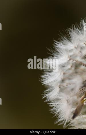 Gros plan montrant les petits parachutes blancs du pissenlit (Taraxacum officinale) où il pousse dans les haies de la ligne minérale près de Banque D'Images