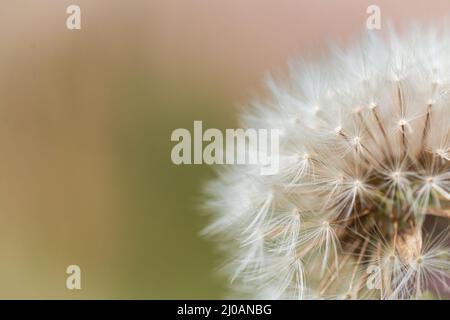 Les graines de plumes du pissenlit (Taraxacum officinale) attendent sur la tête de semence une brise pour les répandre loin et large près de Watchet, West Somerset Banque D'Images