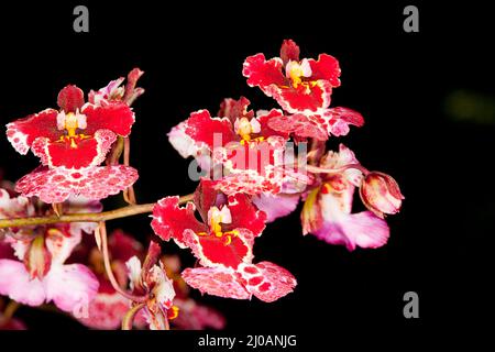 Belle fleur closeup Banque D'Images