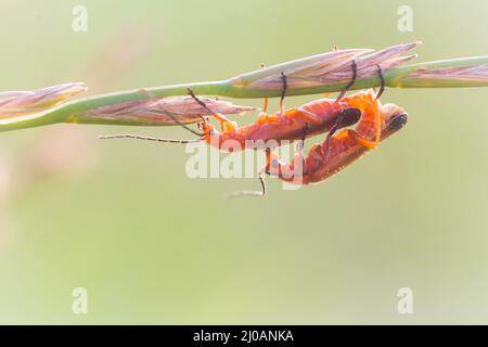 Une paire de coléoptères de soldat rouge (Rhagonycha fulva) admirez le soleil du soir qui se couche dans la prairie le long des sentiers près de Watchet, West Somerset Banque D'Images