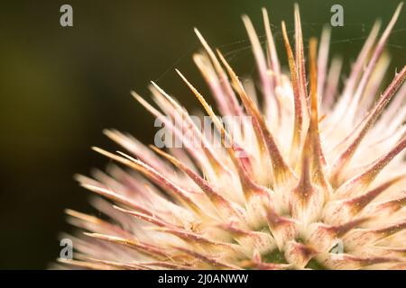 Photographie rapprochée du haut d'une fleur de thé (Dipacus fullonum) montrant les pointes protectrices de la tête. Trouvé en croissance près de la rive de Porlo Banque D'Images