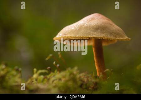 La rosée couvrait les champignons qui se développent dans la mousse de Hodders Coombe, dans les Quantocks, dans le Somerset Banque D'Images