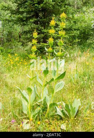 Gentiana lutea ou Gentian jaune en pleine croissance dans l'habitat naturel du Parc national et de la Réserve naturelle de Rila, montagne de Rila, Bulgarie, Balkans Banque D'Images