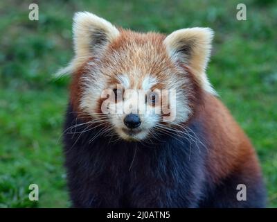 Petit panda Ailurus fulgens Banque D'Images