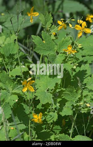 Chelidonium majus, Tettermoort, Grande Celandine Banque D'Images