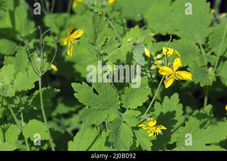 Chelidonium majus, Tettermoort, Grande Celandine Banque D'Images