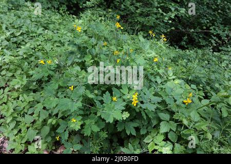 Chelidonium majus, Tettermoort, Grande Celandine Banque D'Images