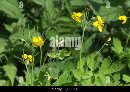 Chelidonium majus, Tettermoort, Grande Celandine Banque D'Images