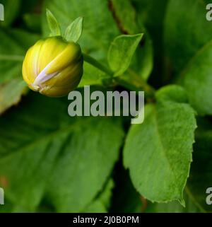 Le Bourgeon de fleur Dahlia Jaune à propos de Bloom Banque D'Images