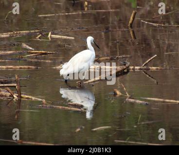 Le héron assis dans l'eau de la rivière et le reflet dans l'eau Banque D'Images