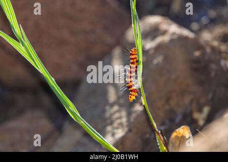 Chenille de la Moth cinnabar sur tige de plante (Tyria jacobaeae) Banque D'Images