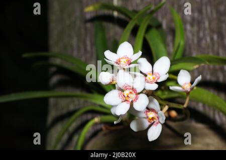 Petite orchidée blanche à fleurs sur le palmier (Vanda sp.) Banque D'Images