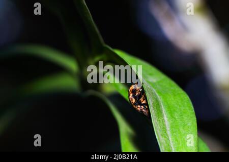 Fruits marbrés Chafer Beetle Peeking Around Leaf (Porphyronota maculatissima) Banque D'Images