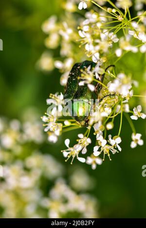 Gros plan de la roseraie verte également connue Cetonia aurata, dans une branche de cerisier à fleurs Banque D'Images