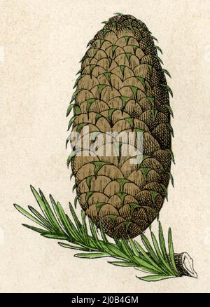 Sapin argenté européen ou sapin argenté, cône Abies alba Syn. Picea alba, (livre botanique, 1879), Weißtanne, Zapfen Banque D'Images