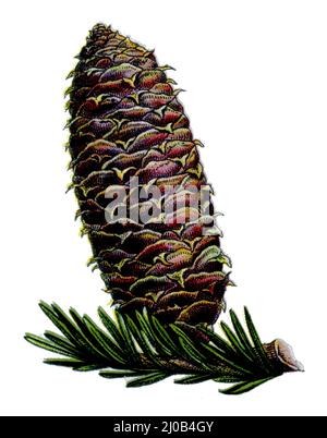 Sapin argenté européen ou sapin argenté, cône de sapin Abies alba Syn. Picea alba, (livre botanique, 1909), Weißtanne, Tannenzapfen Banque D'Images