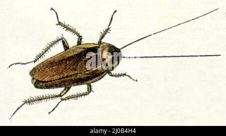 cockroach oriental Blatta orientalis, Millot, Adolphe (1857-1921) (encyclopédie, 1910), Gemeine Küchenschchabe Banque D'Images