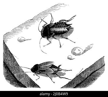 cockroach oriental, Blatta orientalis, anonym (livre scolaire, 1899), Gemeine Küchenschchabe, Blatte orientale Banque D'Images