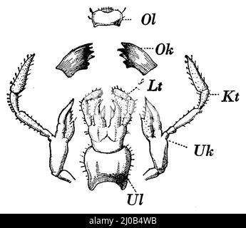 cafard oriental, parties buccales, Blatta orientalis, anonym (livre de zoologie, 1928), Gemeine Küchenschchabe, Mundteile, Blatte orientale, fêtes de la bouche Banque D'Images