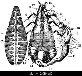 cafard oriental, organes internes: Sous le dos soulevé couvrir 1 le coeur et 2 muscles, qui causent la circulation sanguine. 3 ouverture respiratoire (stigmatisation). 4 tronc longitudinal principal des tubes respiratoires (trachée). 5 glandes salivaires et 6 espaces de collecte pour la salive sécrétée. 7 goitre. 8 estomac. 9 tube médian avec tubes borgnes (10). 11 rectum. 12 outils excréteurs. 13 ovaires. 14 tubes Fallopiens et 15 espace dans lequel ils s'ouvrent. 16 nœud de gavage supérieur. 17 médulla abdominale. 18 muscles pectoraux, Blatta orientalis, anonym (livre de zoologie, 1928), Gemeine Küchenschchabe, innere Organe: Unter der abgehob Banque D'Images